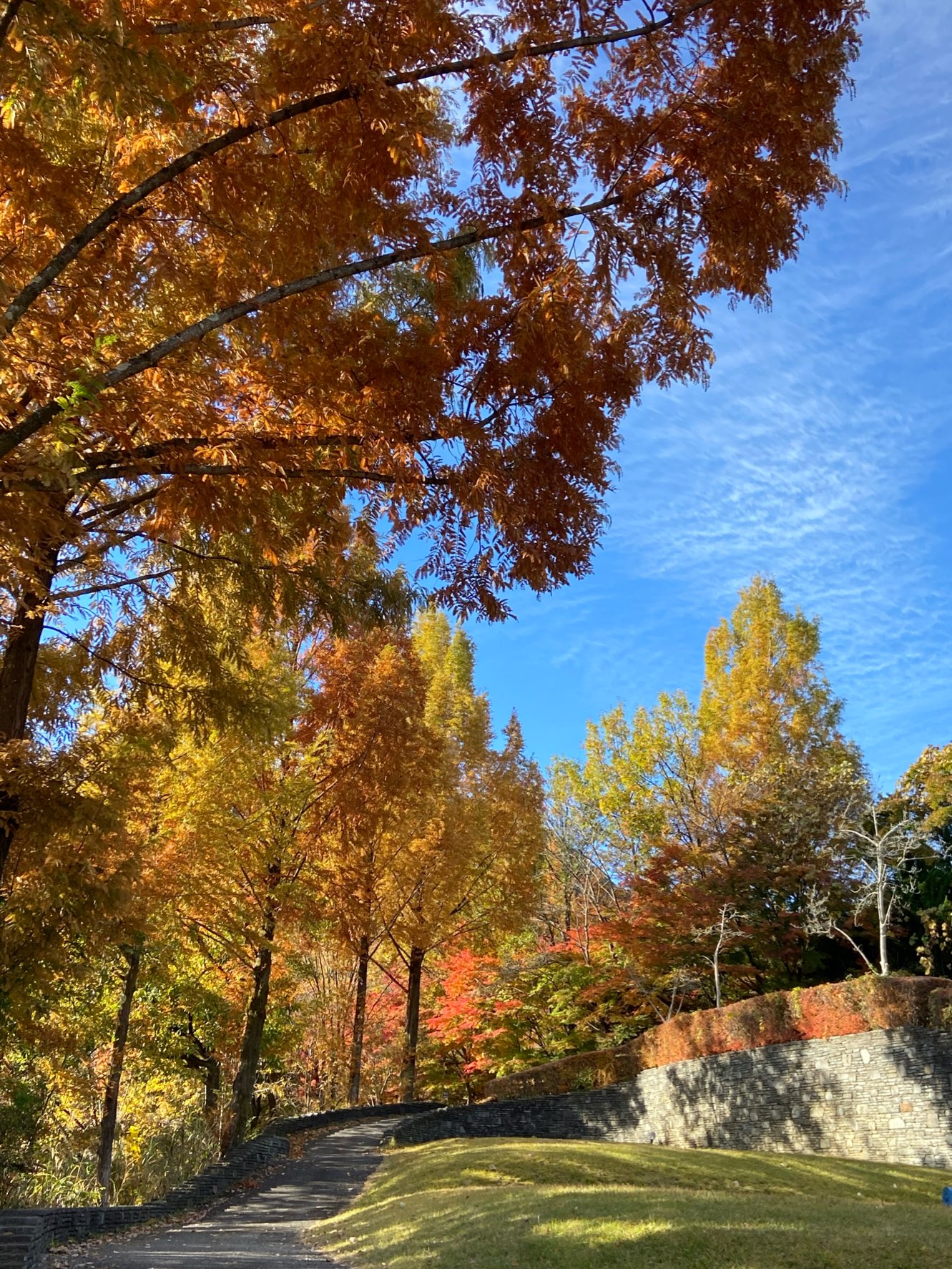 見事な紅葉でした