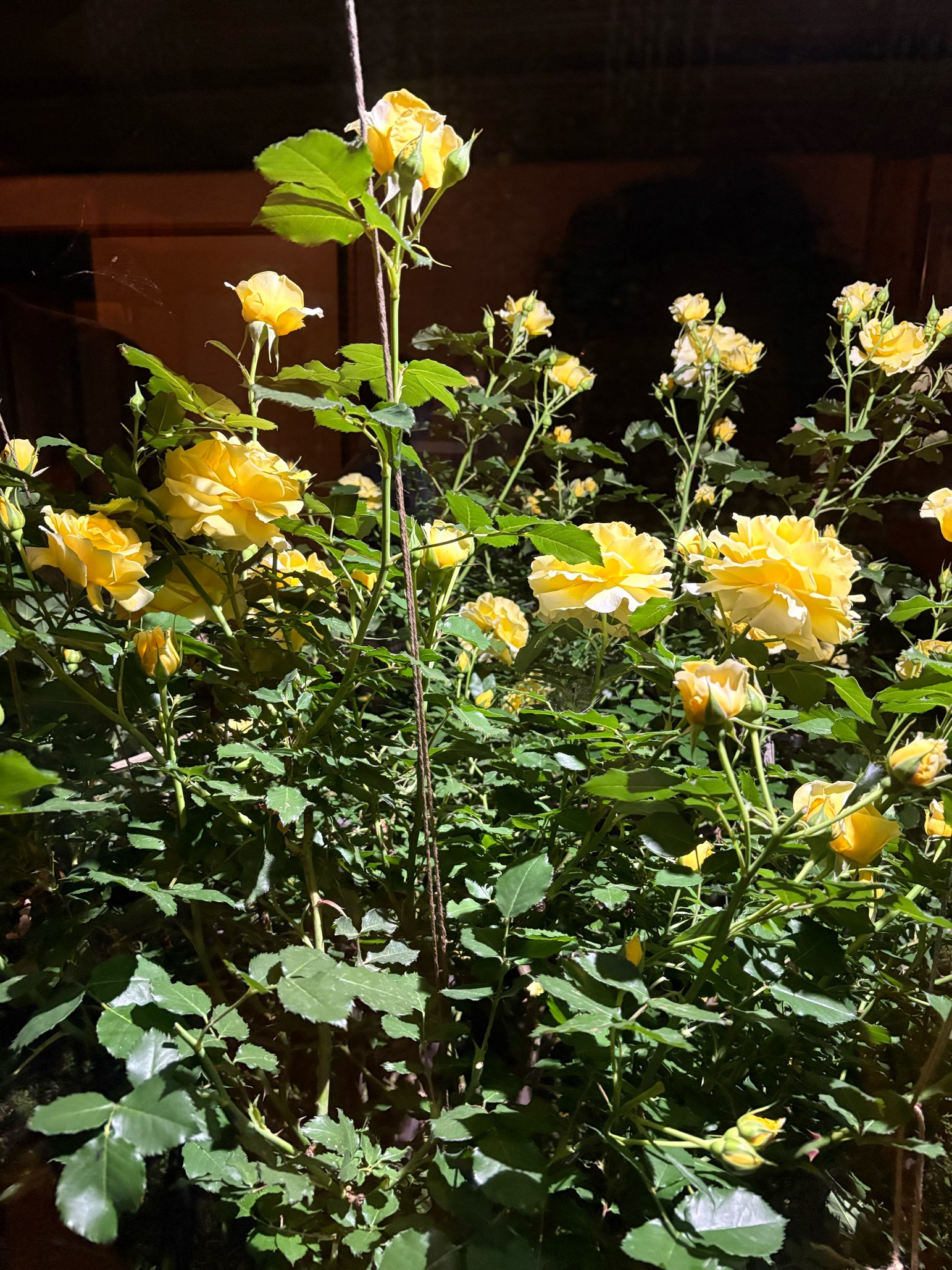 薔薇がきれいでした