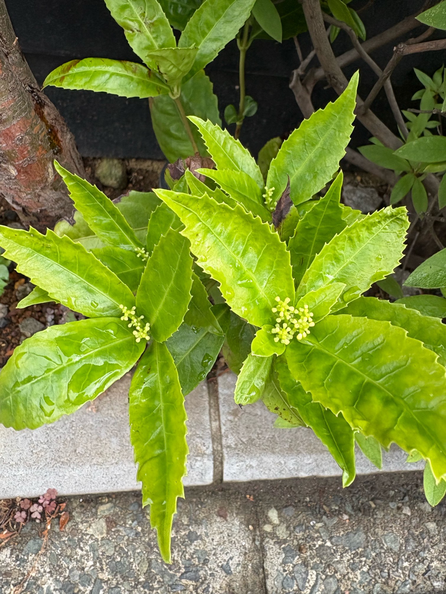 梅雨の晴れ間に発見！