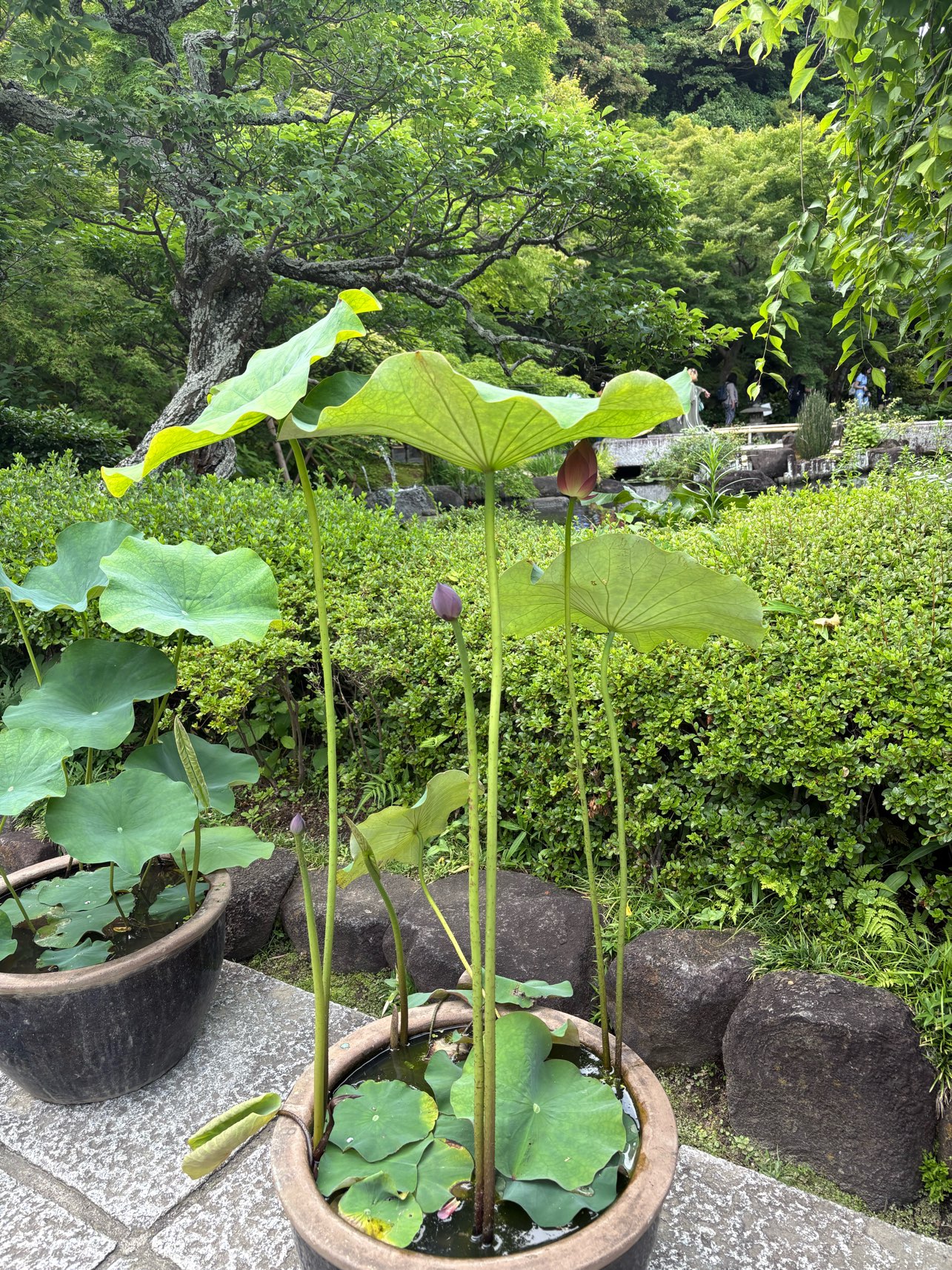 降りそうで降らない