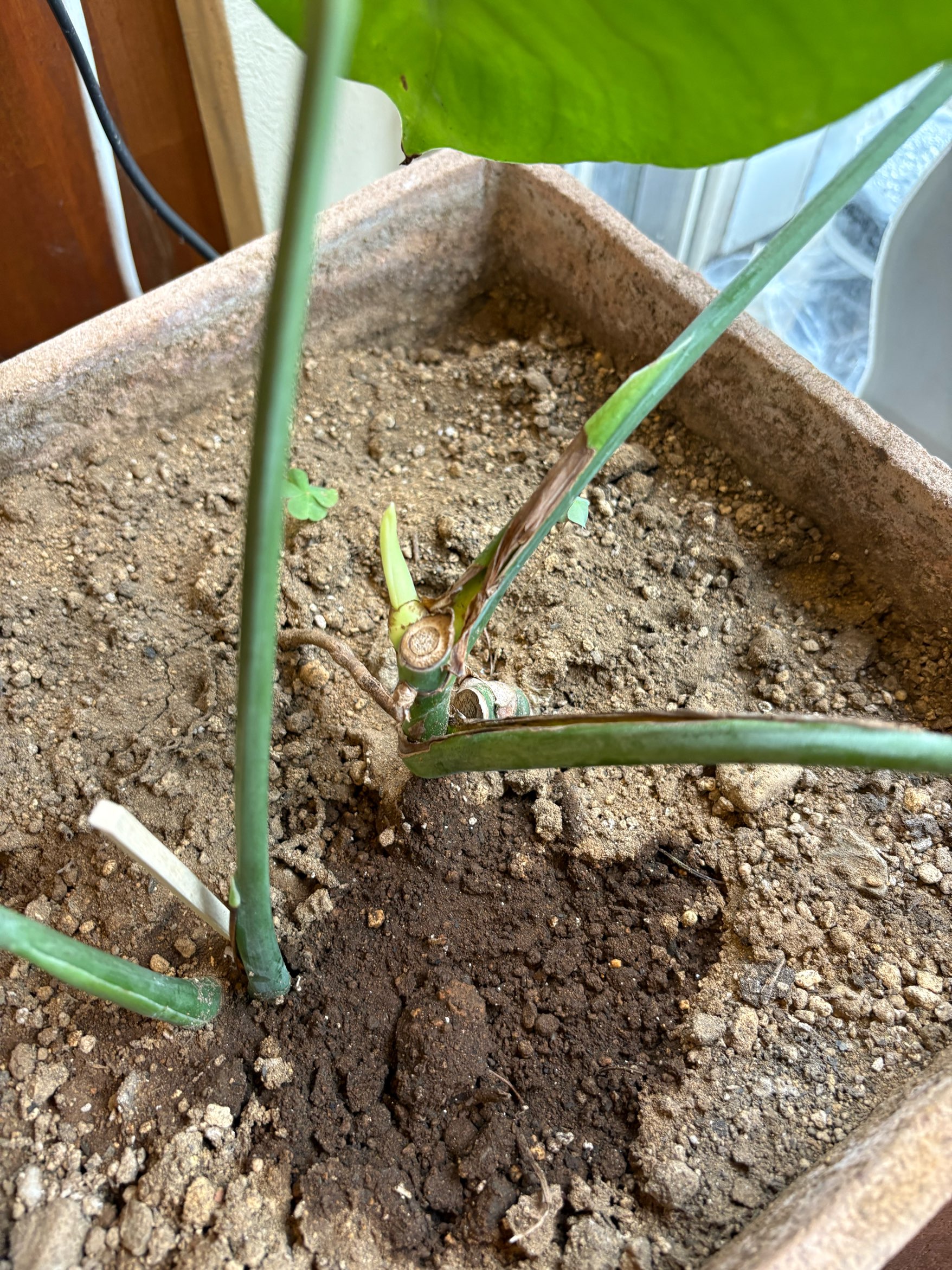 7月に入りました。