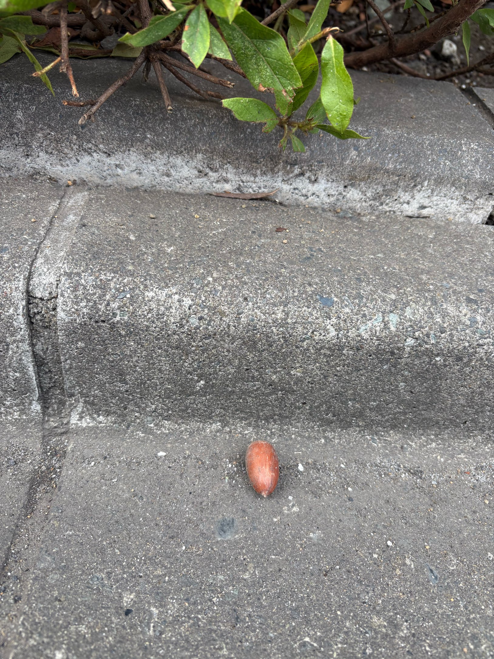 強風が運んできた？？