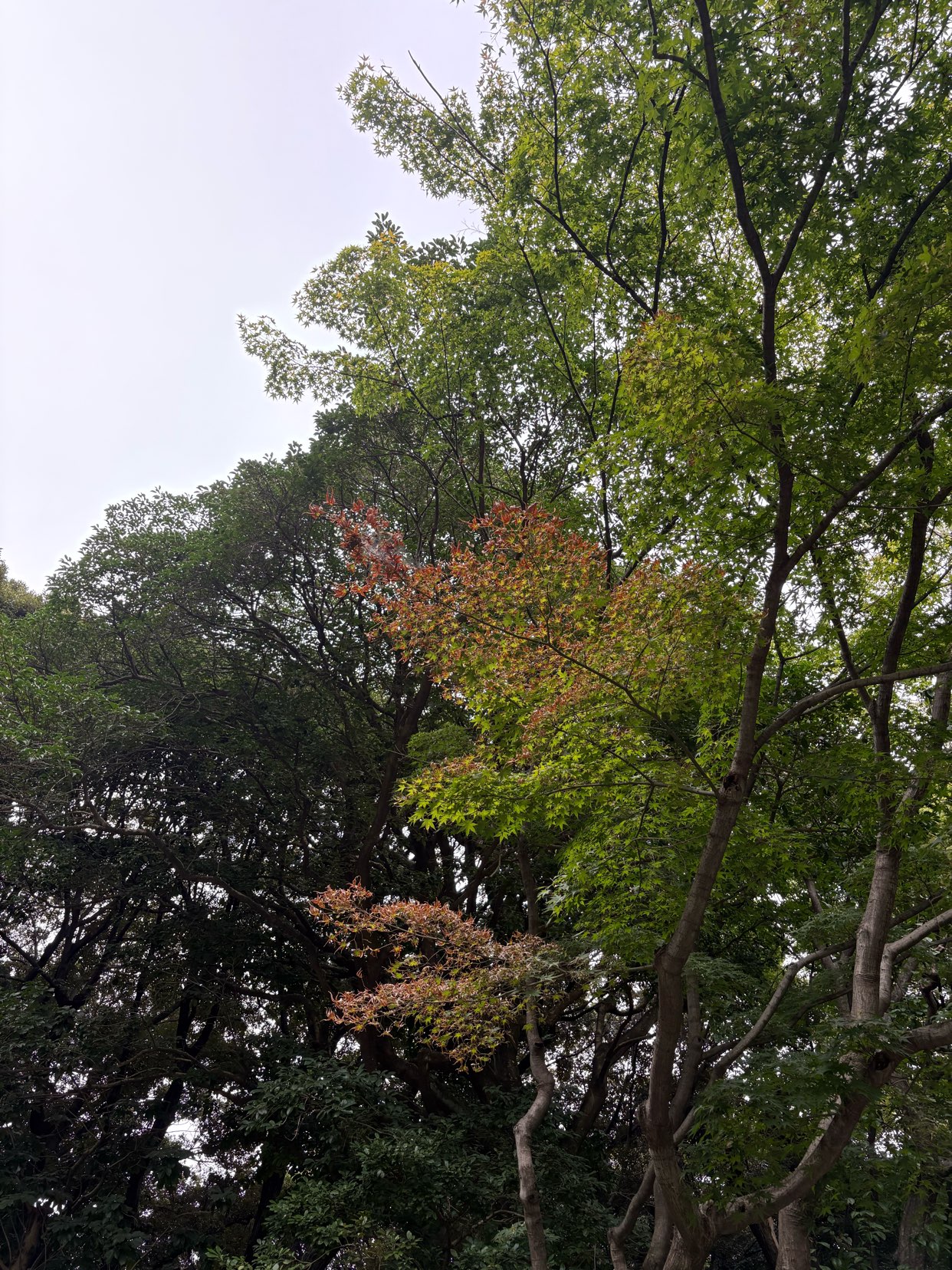 強風です