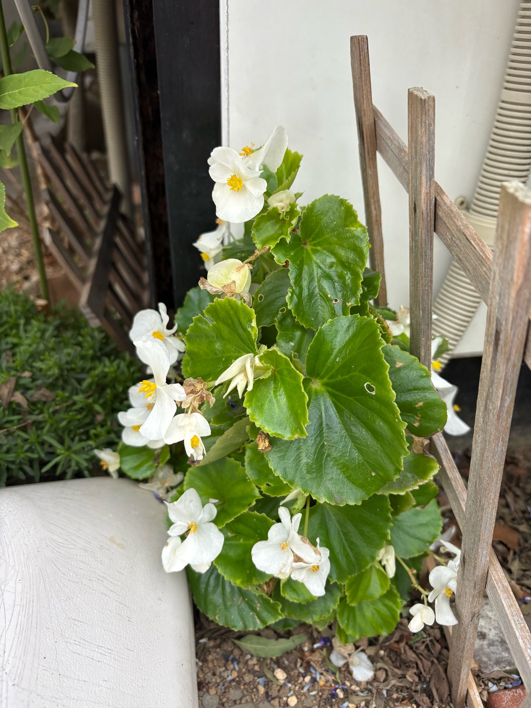 明日は、立冬です