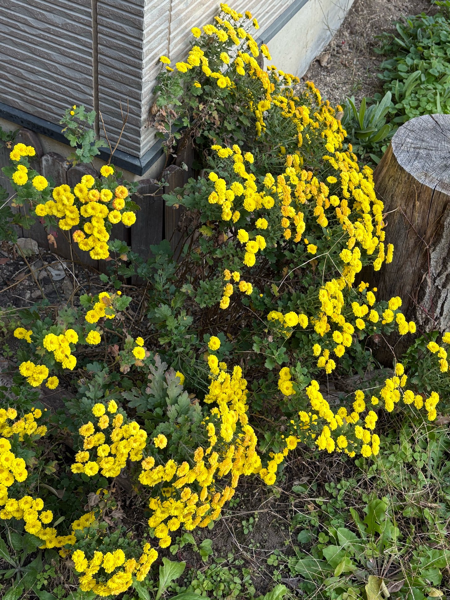 寒い日が続きます