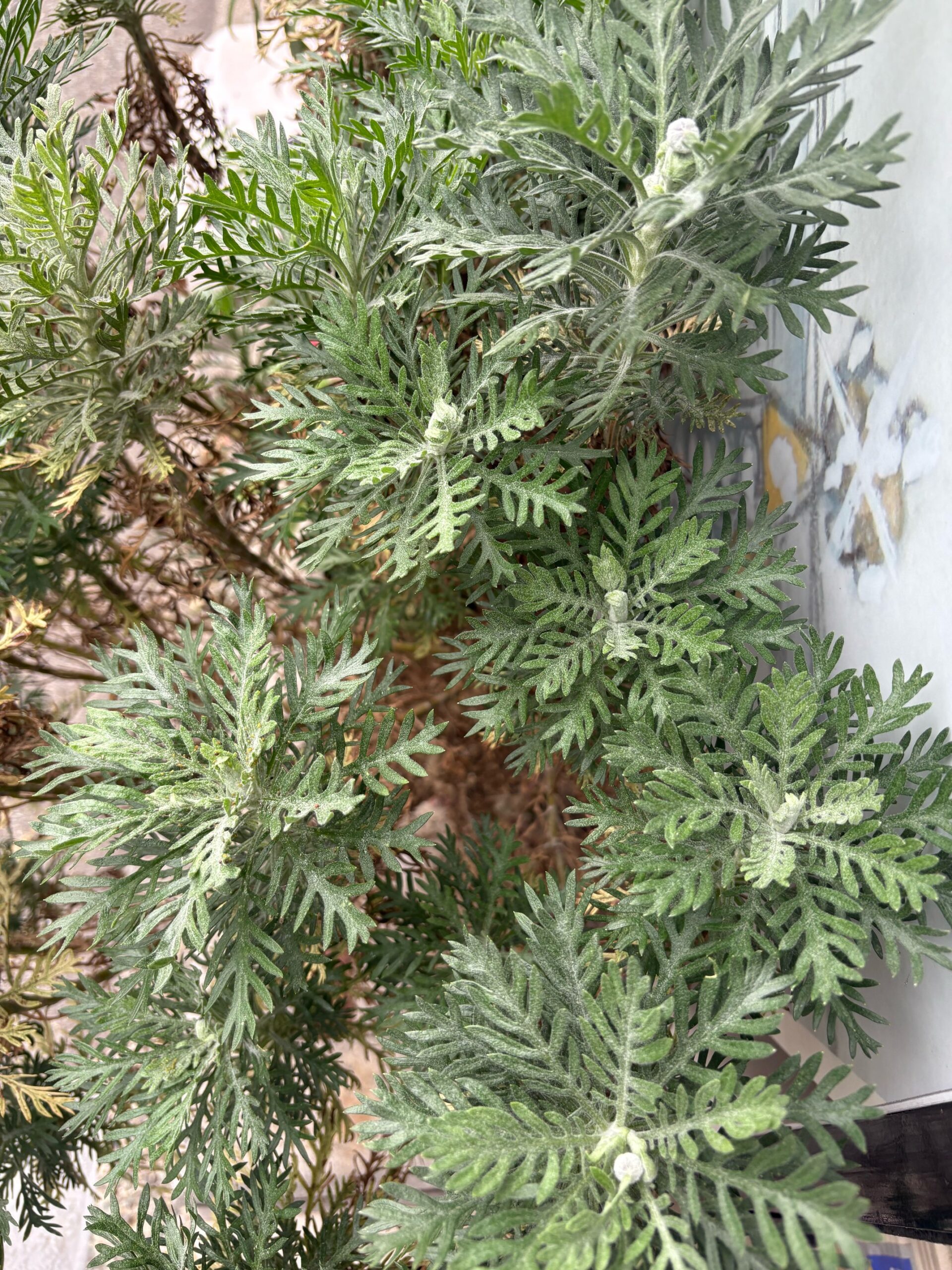 本日16時半までの営業となります