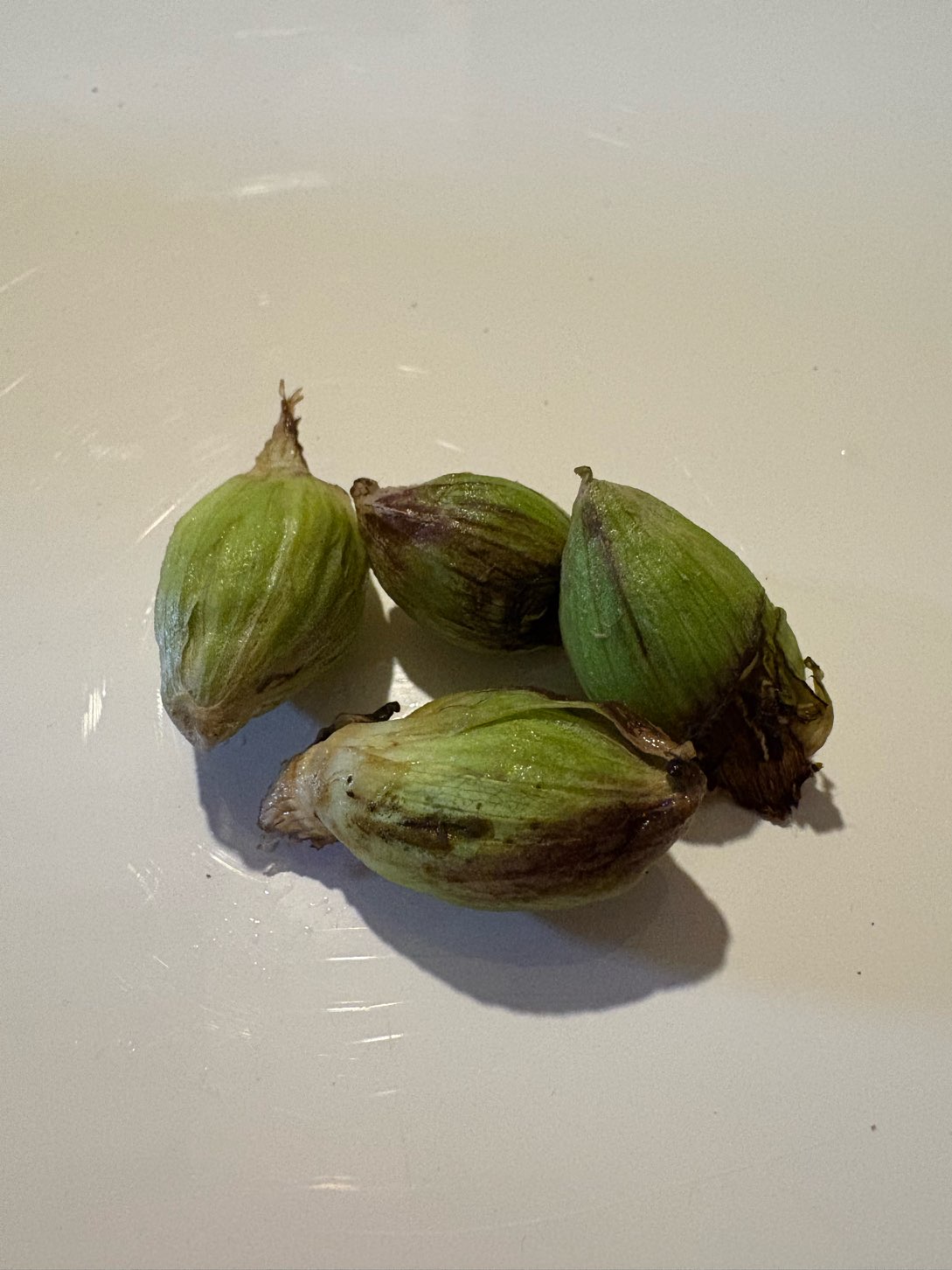 寒いといえど…春の息吹