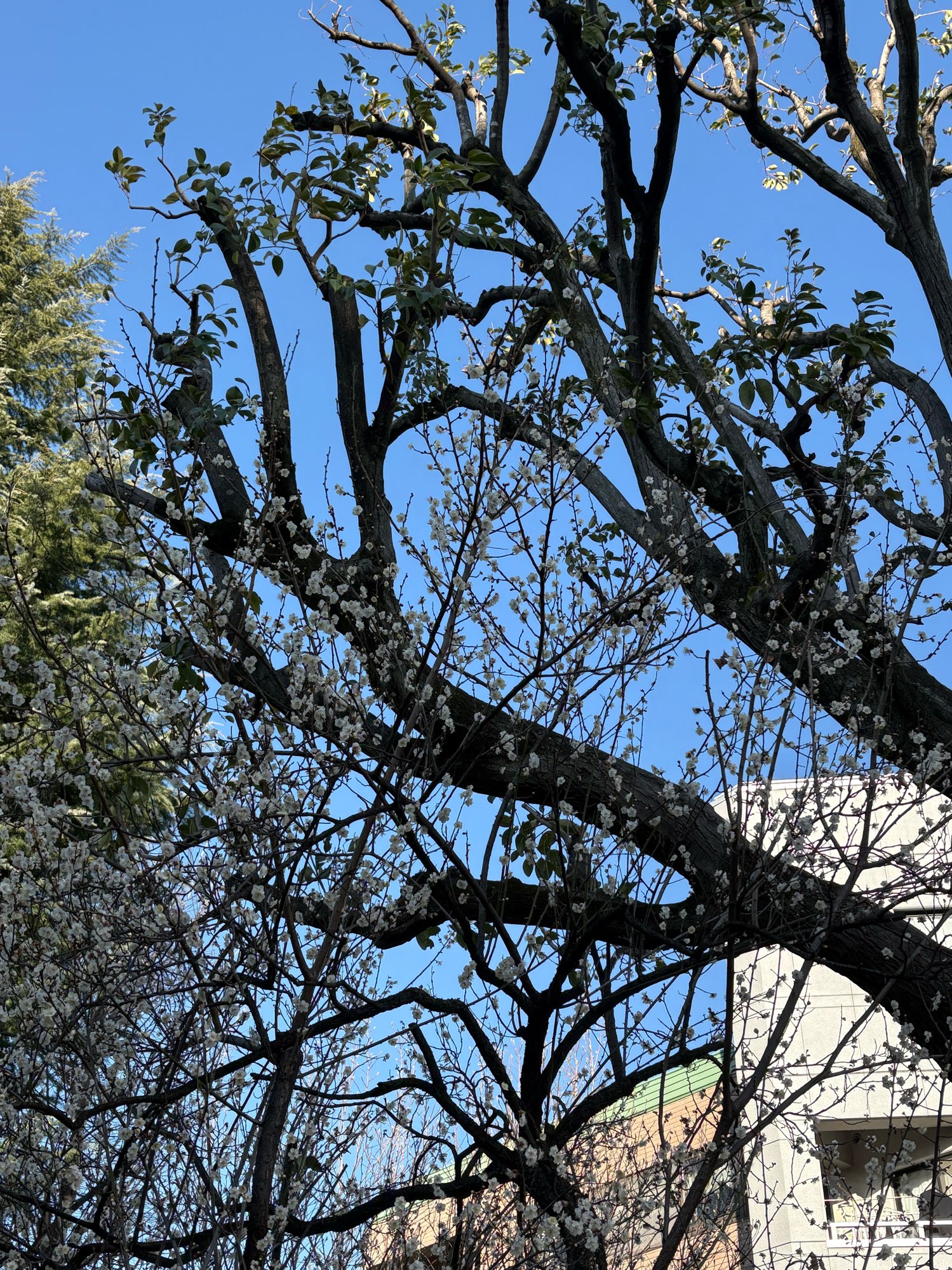 白梅が咲いています