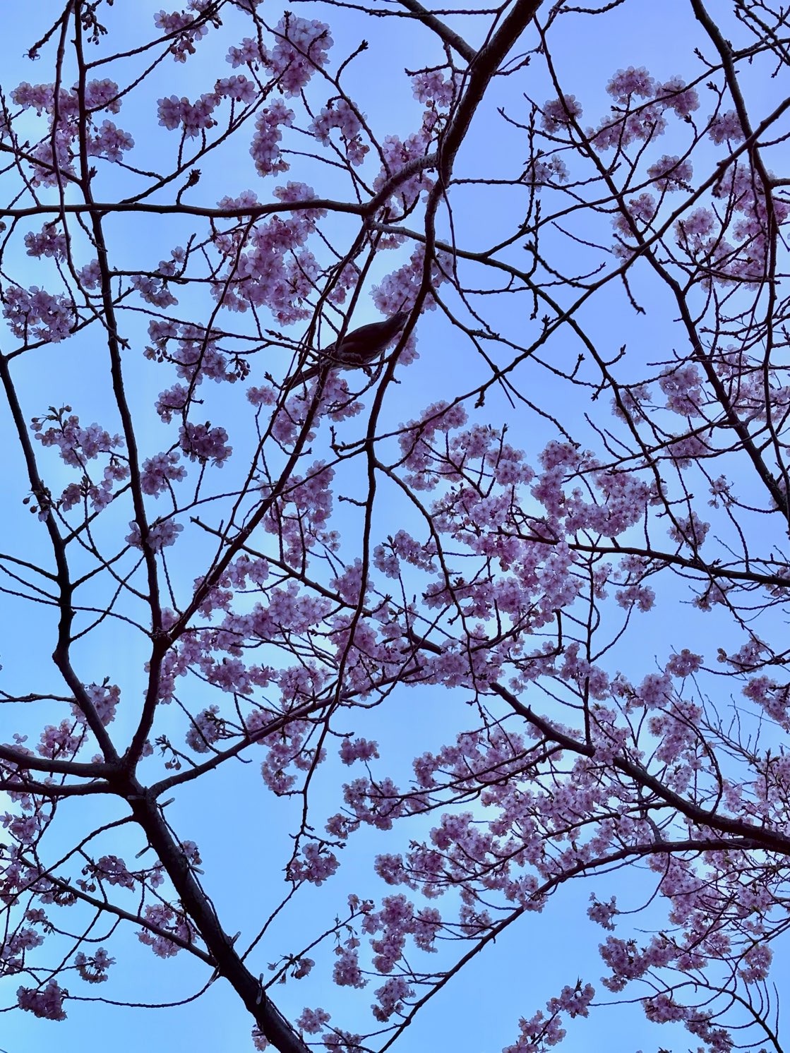 雪景色となりました