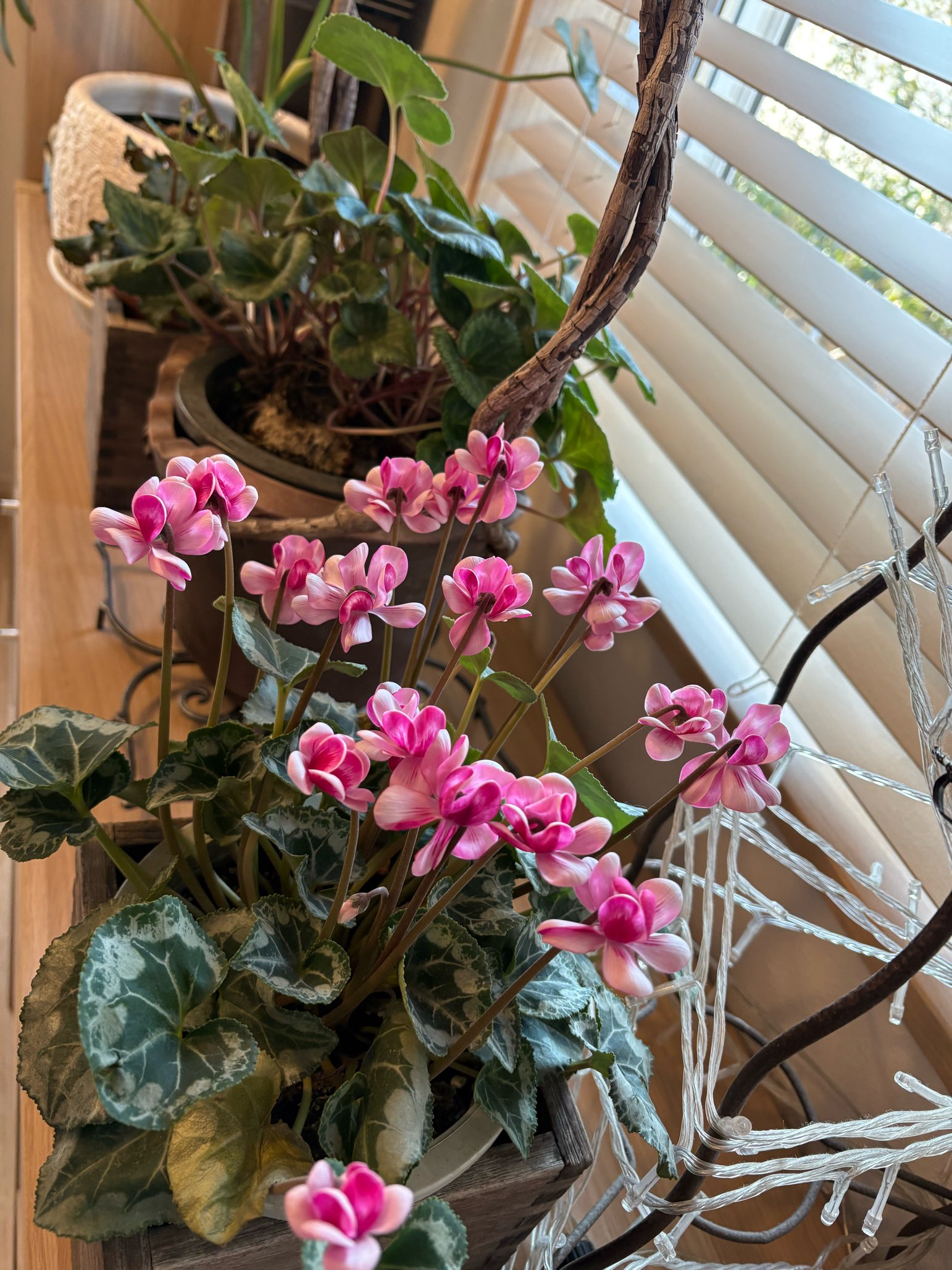 なんだかどんより天気