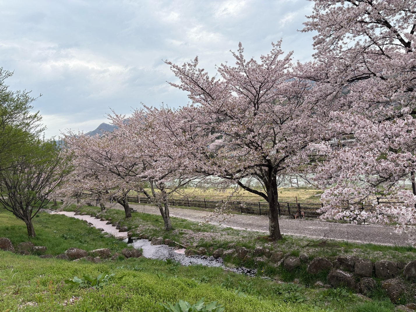 ホワイトディです