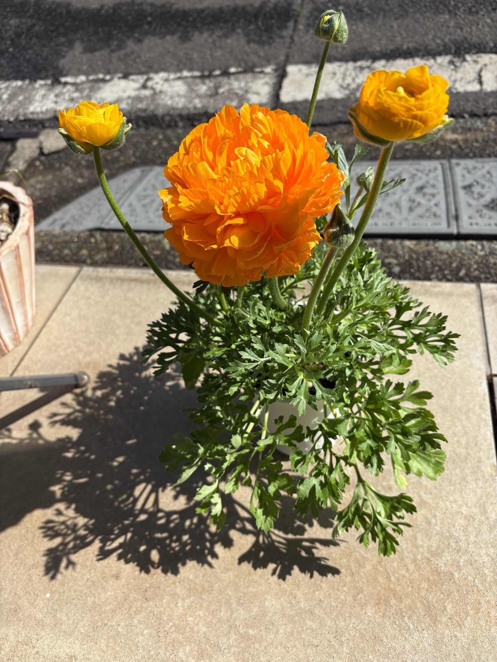 気温がぐっとさがりました