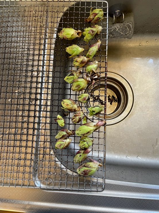 春の息吹、盛りだくさん