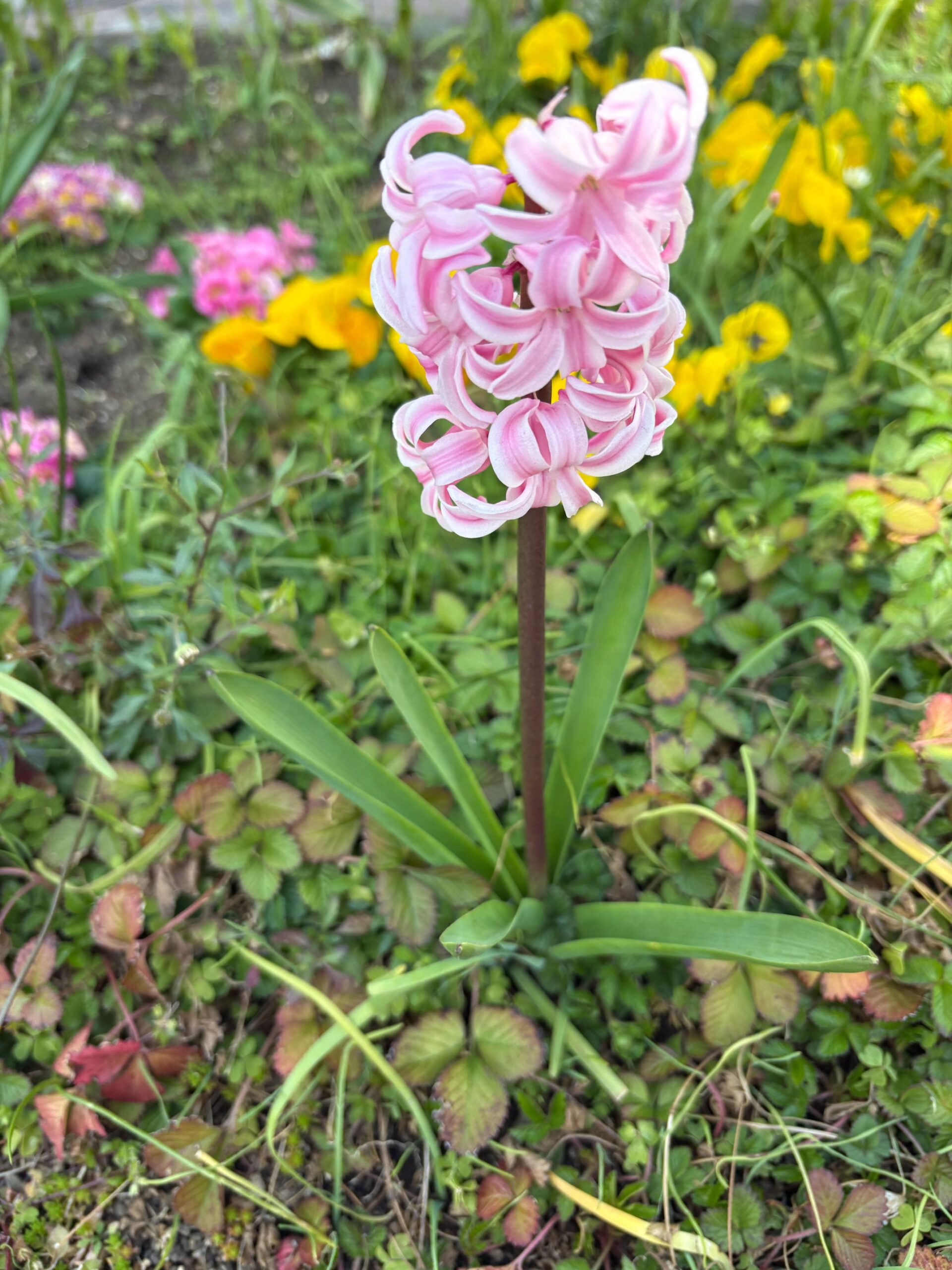 桜の開花も間もなくのようです