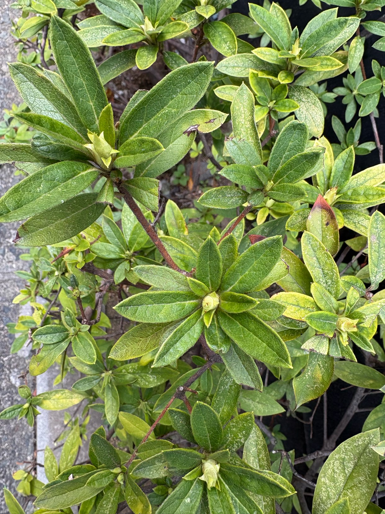 なんだか、のんびりです