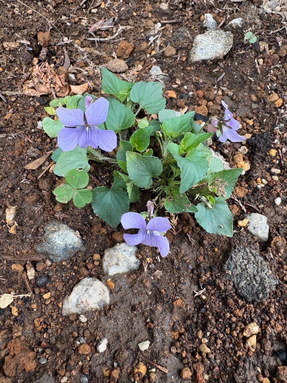 明日は、お花見日和？！