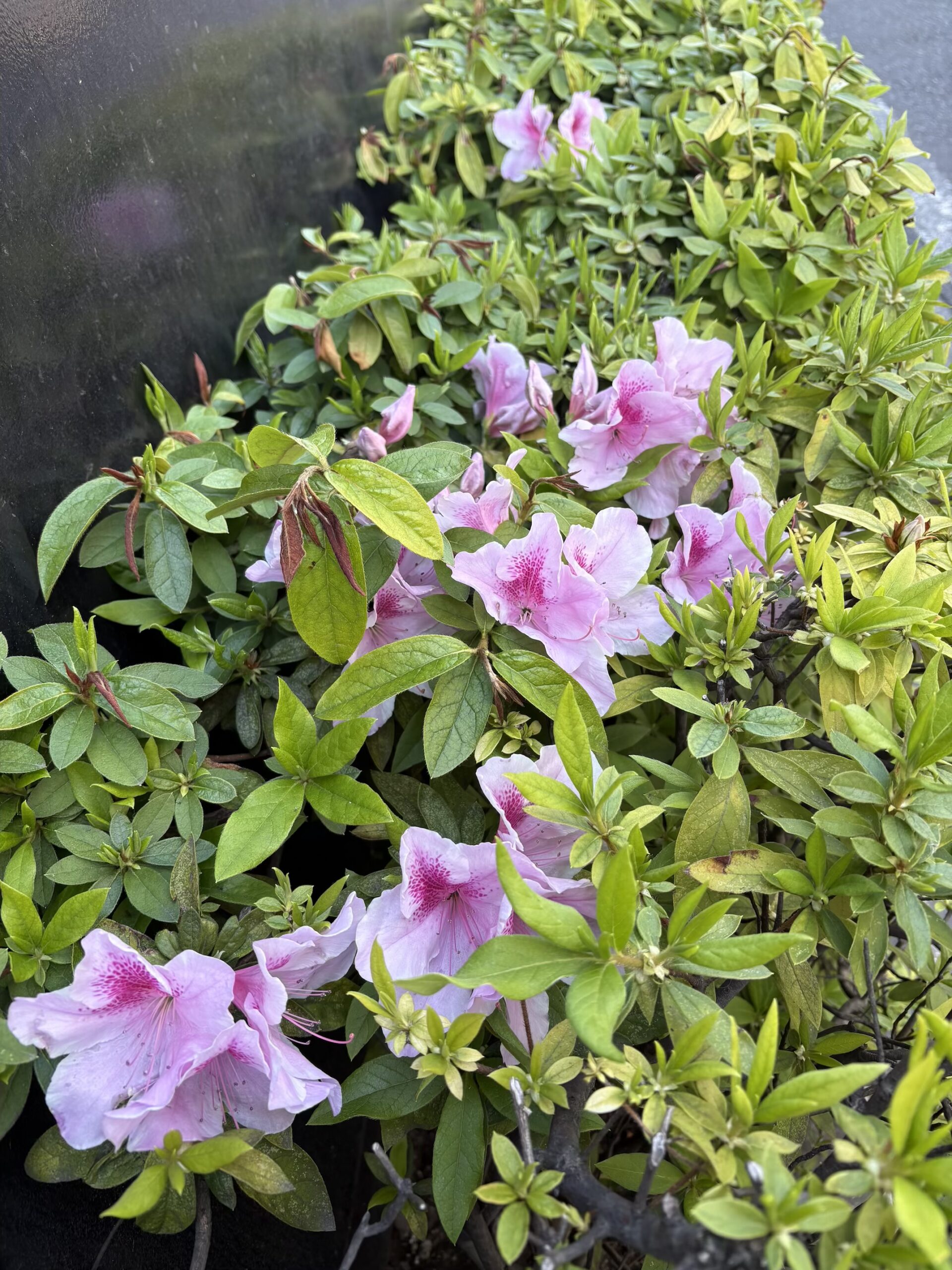 桜が散るとつつじが咲き始めます