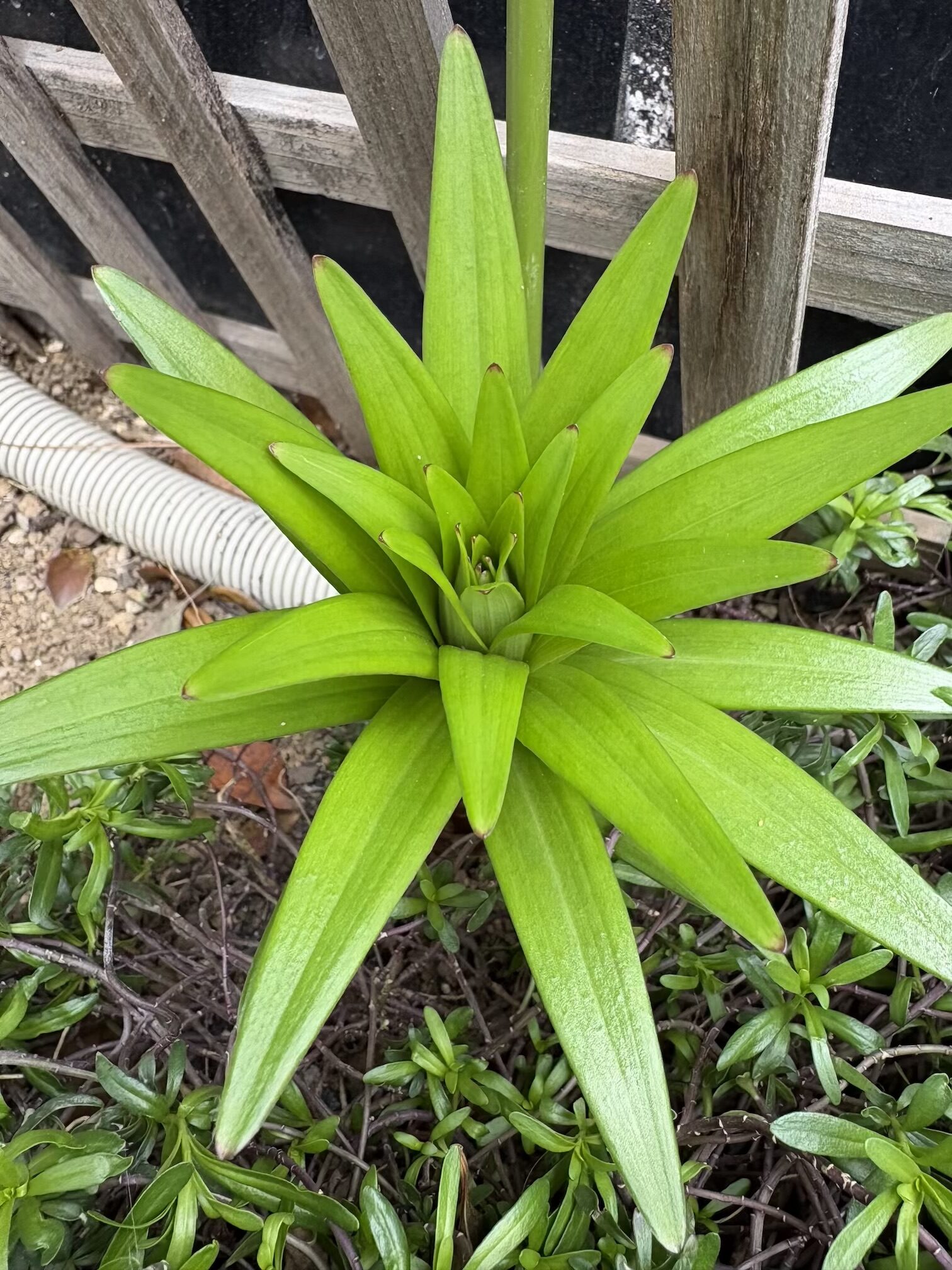 明日は花散らしの雨となりそうです