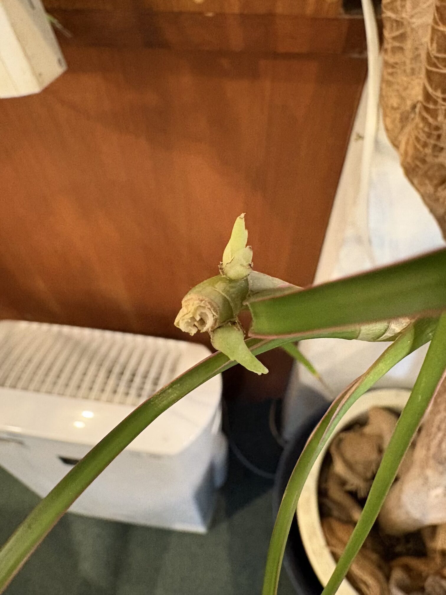 新芽にょきにょき