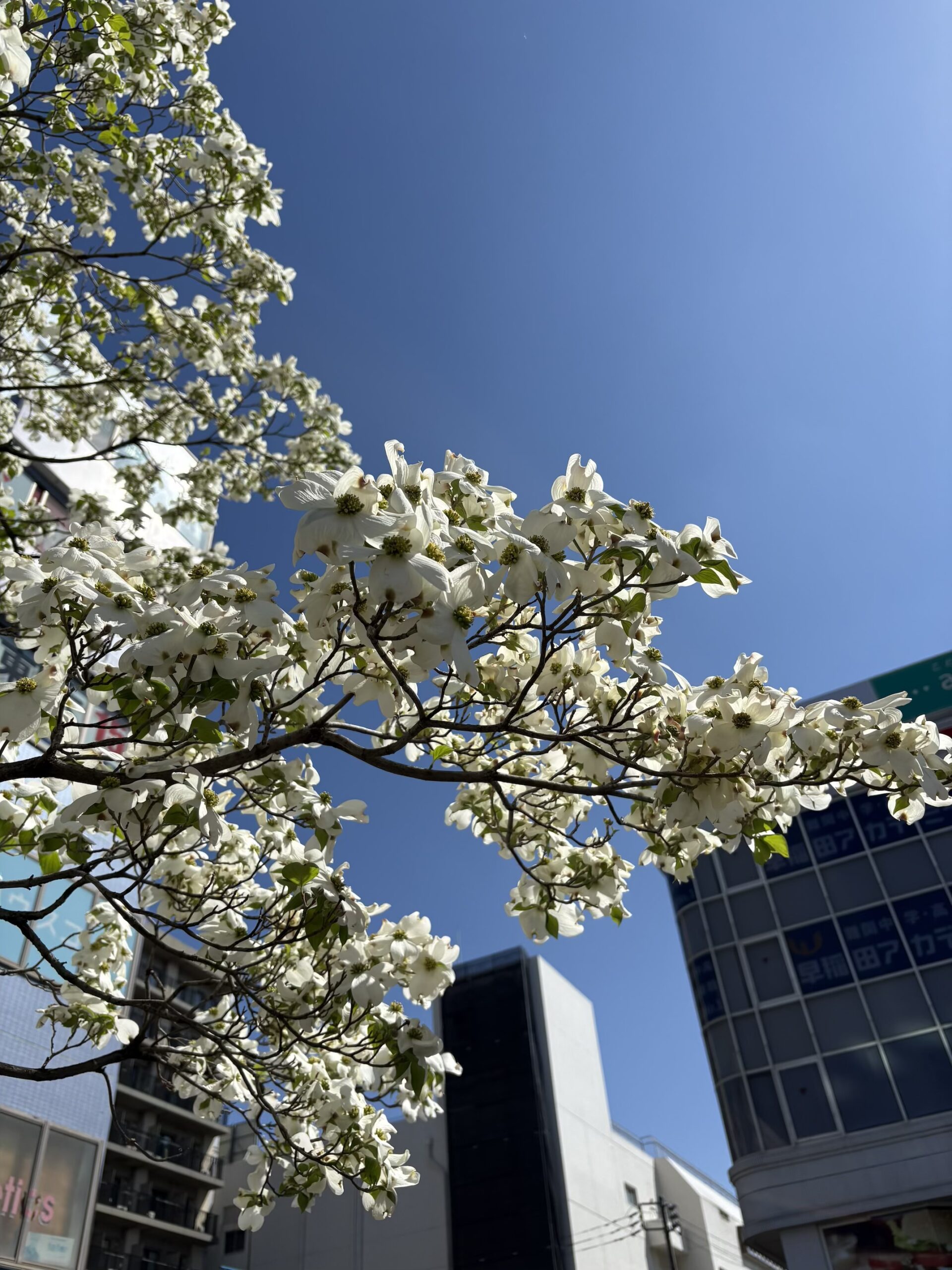 東口のみずきが満開