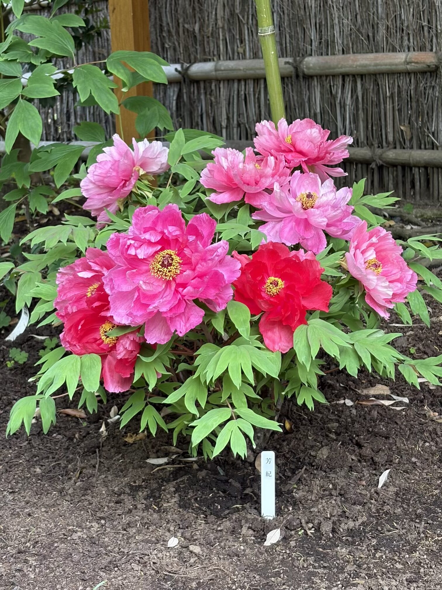 ４月最終週です