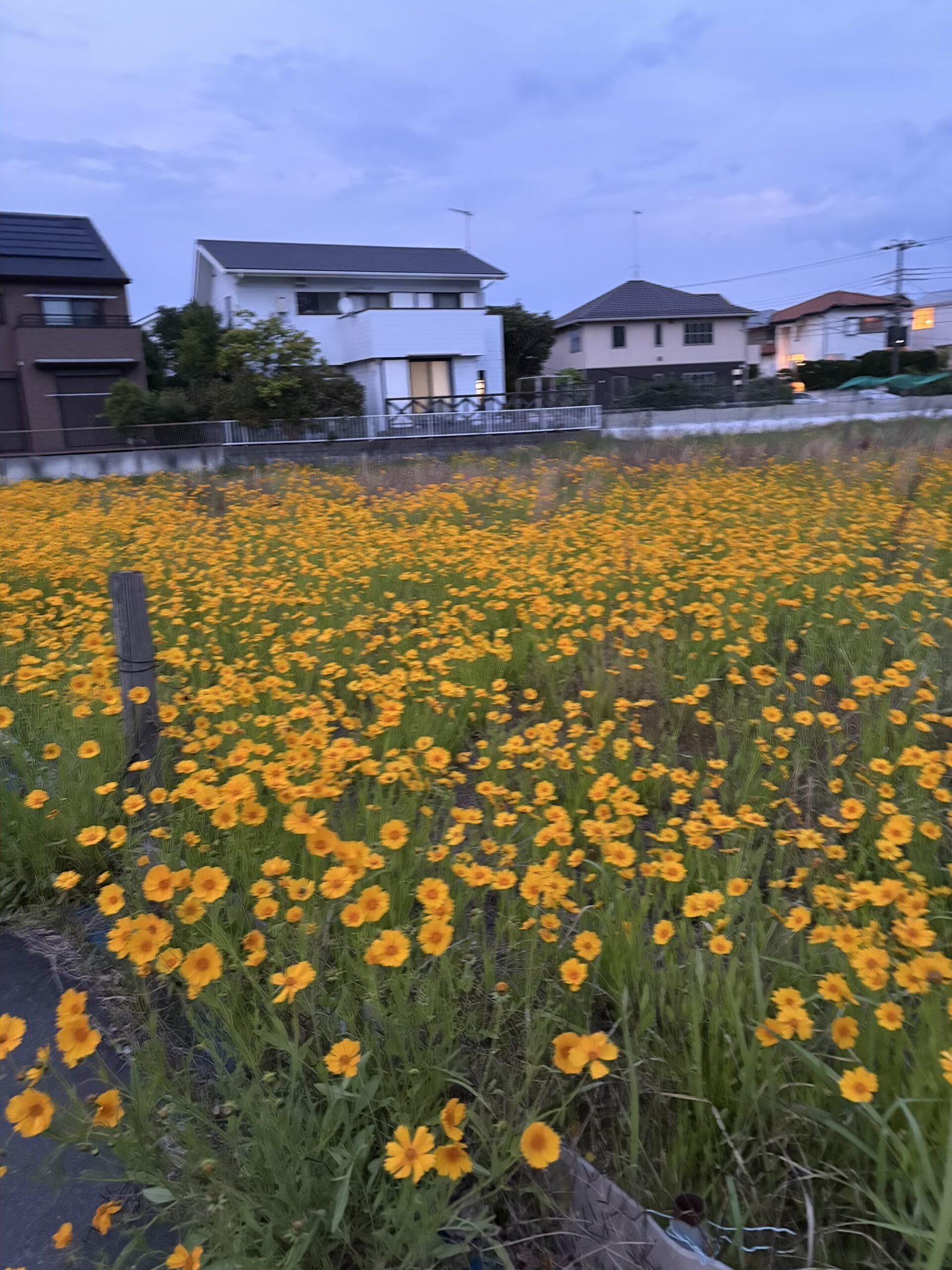 夏日が続いています