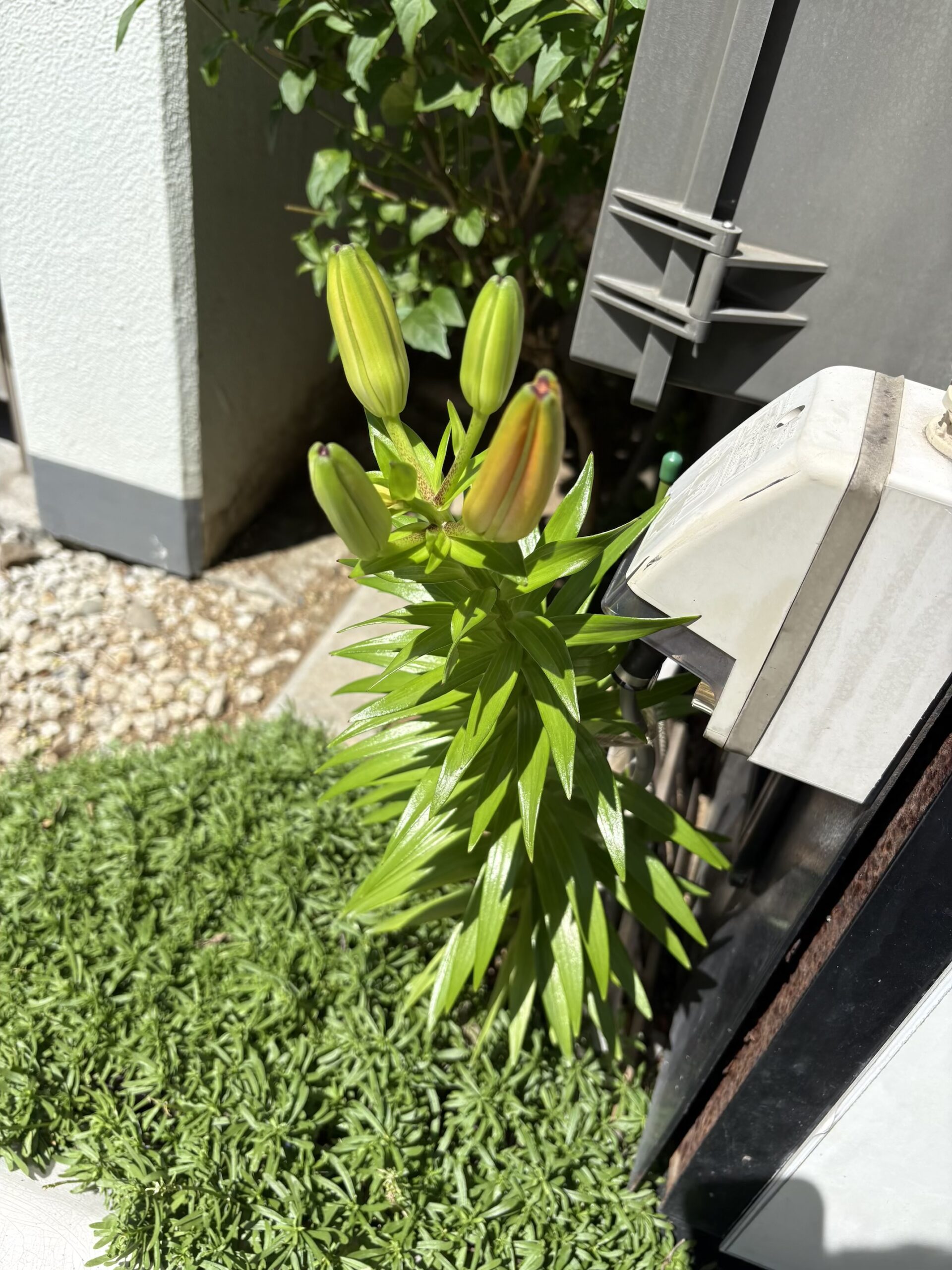 ６月２日、臨時休業となります