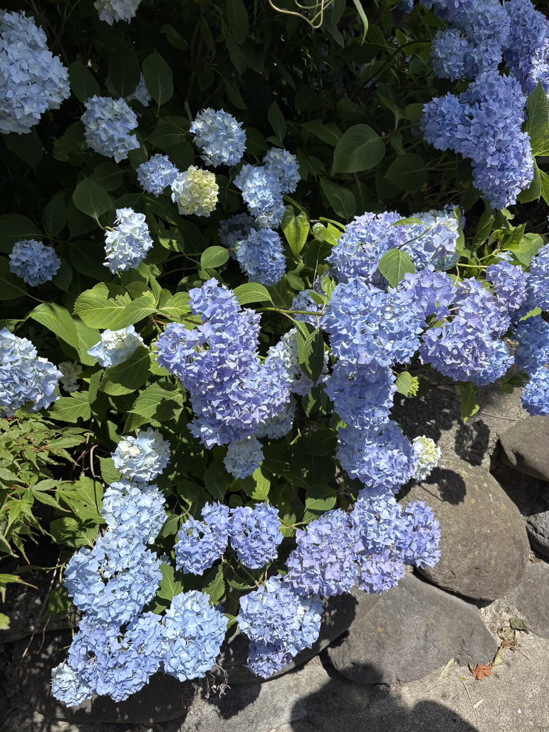 7月に入りました